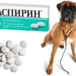 Аспирин поможет собаке